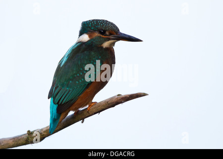 weiblicher Eisvogel thront auf einem Ast Stockfoto