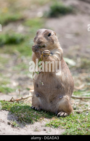 Essen grüßt das Murmeltier Stockfoto