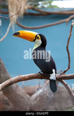 Tukan Vogel gegen auf einem Ast Stockfoto