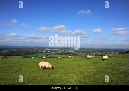 Ansichten mit Schafe weiden entlang der South Downs Way bei Clayton in der Nähe von Brighton, Sussex UK Stockfoto