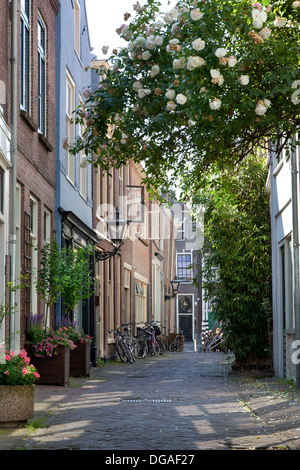 Gasse in der Stadt von Leiden, Niederlande Stockfoto