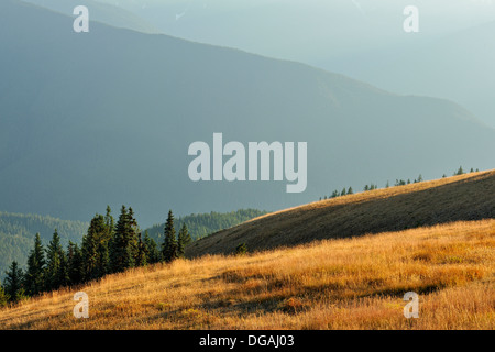 Subalpine Tanne im Spätsommer Wiese auf Hurricane Ridge Olympic Nationalpark Washington USA Stockfoto