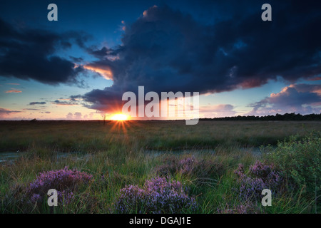 dramatischen Sturm und Sonnenuntergang über Sumpf mit blühenden Heidekraut Stockfoto