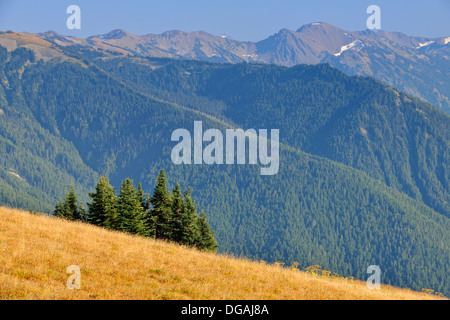 Subalpine Tanne und Wiesen im Spätsommer auf Hurricane Ridge Olympic Nationalpark Washington USA Stockfoto