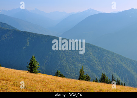 Subalpine Tanne und Wiesen im Spätsommer auf Hurricane Ridge Olympic Nationalpark Washington USA Stockfoto