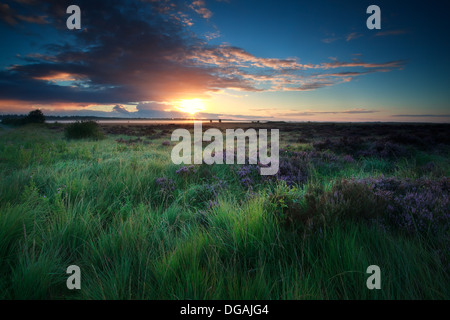 schönen Sonnenaufgang über dem Sumpf mit blühenden Heidekraut, Fochteloerveen, Niederlande Stockfoto