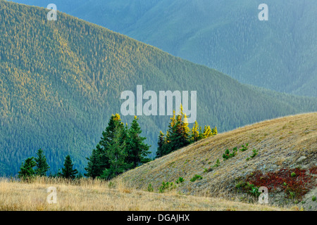 Subalpine Tanne im Spätsommer Wiese bei Sonnenuntergang am Hurricane Ridge Olympic Nationalpark Washington USA Stockfoto