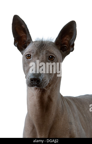 Xoloitzcuintle im studio Stockfoto