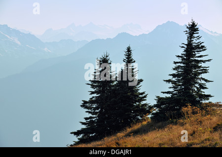 Subalpine Tanne im Spätsommer Wiese auf Hurricane Ridge Olympic Nationalpark Washington USA Stockfoto