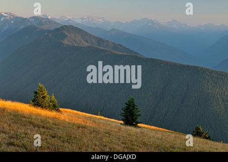 Subalpine Tanne im Spätsommer Wiese bei Sonnenuntergang am Hurricane Ridge Olympic Nationalpark Washington USA Stockfoto