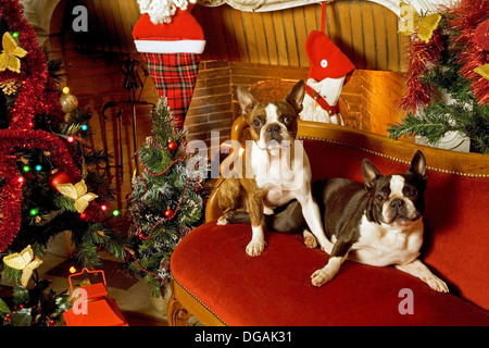 Weihnachten Dekoration und Chaise Longe mit Boston Terrier Stockfoto
