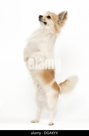 Langhaarige Chihuahua Stockfoto