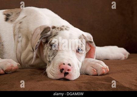 Zehn Wochen alte Deutsche Dogge Stockfoto