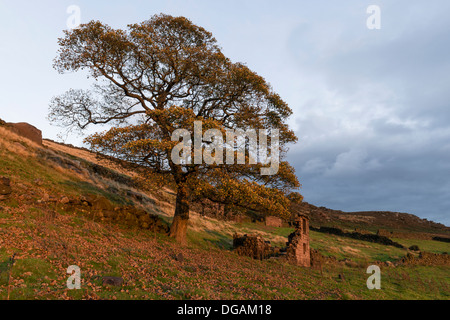 Scheune Ruine Ende Roach am Rande der Hinterwellen, Staffordshire Moorlandschaften. Aufgenommen im Oktober bei Sonnenuntergang Stockfoto