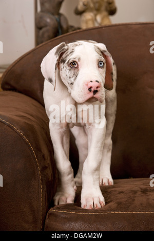 Zehn Wochen alte Deutsche Dogge Stockfoto
