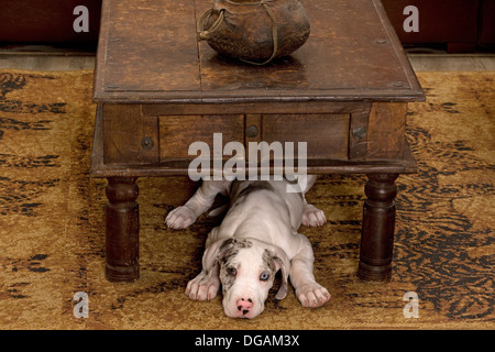 Zehn Wochen alte Deutsche Dogge Stockfoto