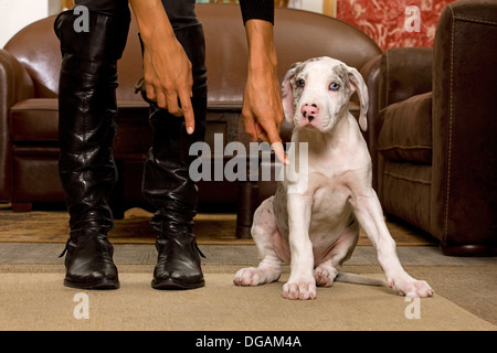 Zehn Wochen alte Deutsche Dogge Stockfoto
