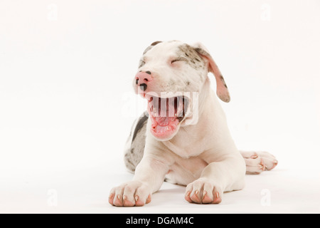 Zehn Wochen alte Deutsche Dogge Stockfoto