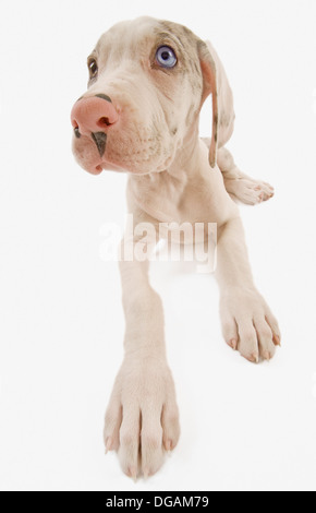 Zehn Wochen alte Deutsche Dogge Stockfoto