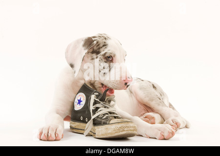 Zehn Wochen alte Deutsche Dogge Stockfoto