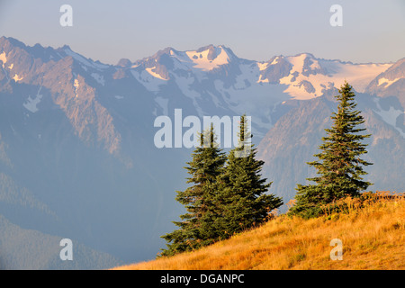 Subalpine Tannen in Almwiesen im Spätsommer mit dem Olympischen Bereich im Hintergrund Olympic Nationalpark Washington USA Stockfoto