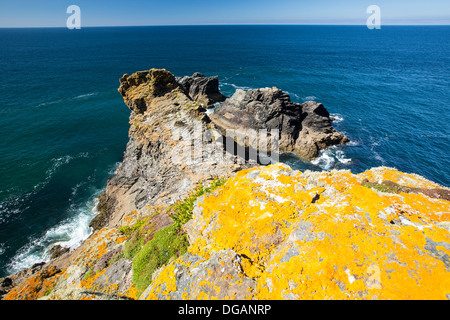 Flechten Sie auf Felsen oberhalb der Klippen in der Nähe von St. Agnes, Cornwall, UK. Stockfoto