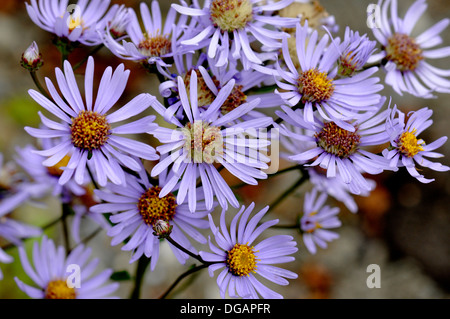 Die lila Blume New York Aster Stockfoto