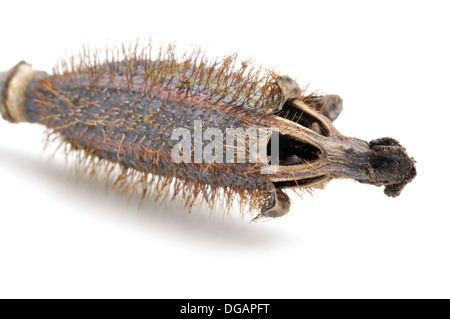 Closeup auf Samenkapsel der blaue Mohn isoliert auf weißem Hintergrund Stockfoto