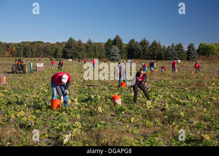 Freiwillige Ernte Squash zur Verteilung an Tafeln und Suppenküchen in Michigan. Stockfoto