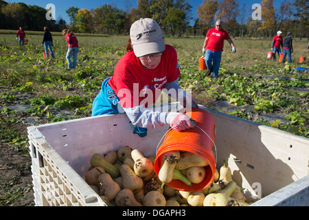 Freiwillige Ernte Squash zur Verteilung an Tafeln und Suppenküchen in Michigan. Stockfoto