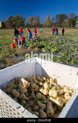 Freiwillige Ernte Squash zur Verteilung an Tafeln und Suppenküchen in Michigan. Stockfoto