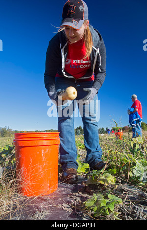 Freiwillige Ernte Squash zur Verteilung an Tafeln und Suppenküchen in Michigan. Stockfoto