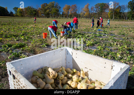 Freiwillige Ernte Squash zur Verteilung an Tafeln und Suppenküchen in Michigan. Stockfoto