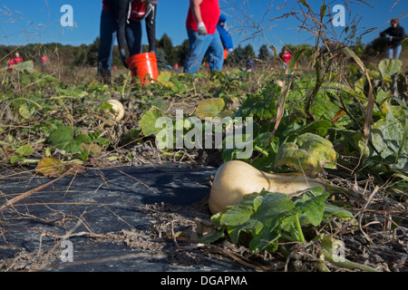 Freiwillige Ernte Squash zur Verteilung an Tafeln und Suppenküchen in Michigan. Stockfoto