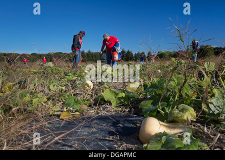 Freiwillige Ernte Squash zur Verteilung an Tafeln und Suppenküchen in Michigan. Stockfoto