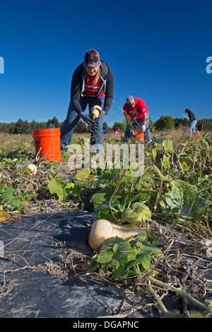 Freiwillige Ernte Squash zur Verteilung an Tafeln und Suppenküchen in Michigan. Stockfoto