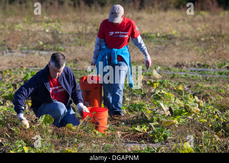 Freiwillige Ernte Squash zur Verteilung an Tafeln und Suppenküchen in Michigan. Stockfoto