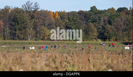 Freiwillige Ernte Squash zur Verteilung an Tafeln und Suppenküchen in Michigan. Stockfoto