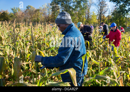 Freiwillige Arbeit im Maisfeld für wohltätige Zwecke, die Nahrung für die hungrigen verteilt. Stockfoto