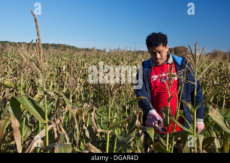 Freiwillige Arbeit im Maisfeld für wohltätige Zwecke, die Nahrung für die hungrigen verteilt. Stockfoto