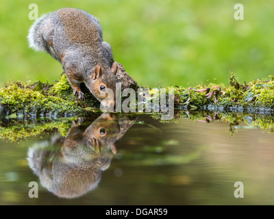 Grau-Eichhörnchen (Sciurus Carolinensis) saß am Rand von einem moosigen Teich trinken mit Spiegelbild Stockfoto