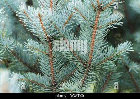 Blaufichten Zweige schließen sich natürlichen Hintergrund für Weihnachten Stockfoto