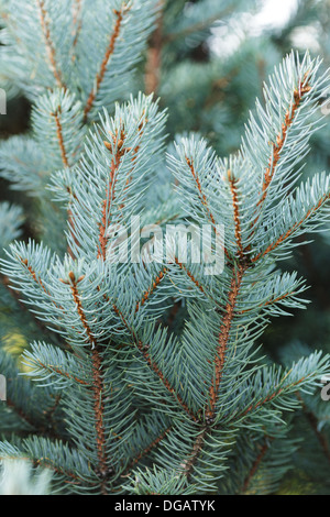 Blaufichten Zweige schließen sich natürlichen Hintergrund für Weihnachten Stockfoto