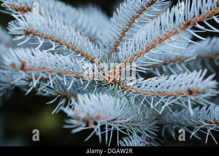 Blaufichten Zweige schließen sich natürlichen Hintergrund für Weihnachten Stockfoto