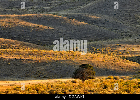Einsamer Wacholder und Salbei Pflanzengesellschaft in der Nähe von Roosevelt Arch Eingang Yellowstone NP Montana USA Stockfoto