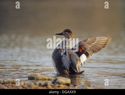 Ein Drake männliche Gadwall Ente (Anas Strepera) mit seinen Flügeln in einem See in der Nähe von Austin Texas Stockfoto