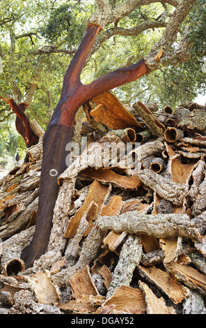 Cork, die Ernte in Portugal Stockfoto
