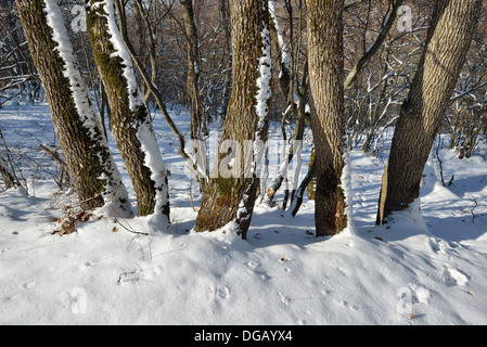 Birken im tief verschneiten Winter Holz Stockfoto