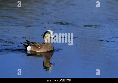 Ein Drake amerikanische Pfeifente Ente oder Pfeifente (Anas Americana) fordert einen Teich an Spofford Texas Stockfoto