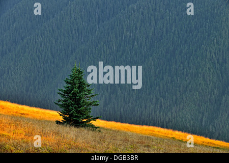 Subalpine Tanne im Spätsommer Wiese bei Sonnenuntergang am Hurricane Ridge Olympic Nationalpark Washington USA Stockfoto